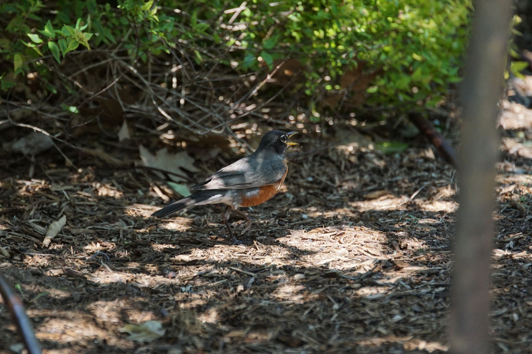 Bird